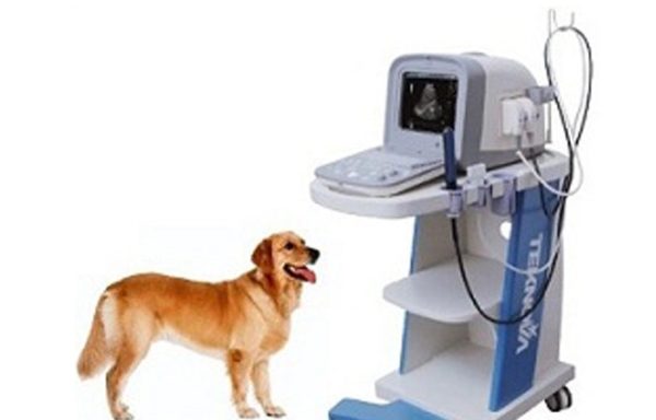 Portable Full Digital Veterinary Ultrasound Scanner For Cattle Caw Dog Animal