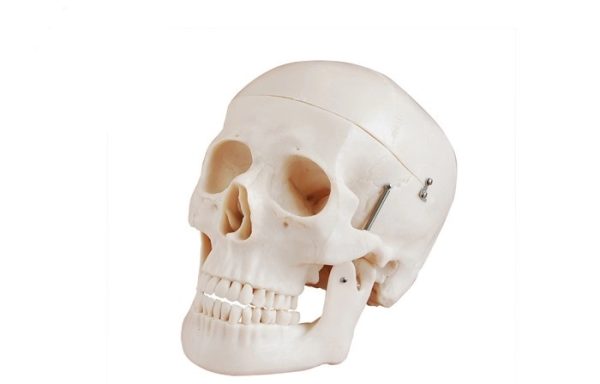 Plastic Medical Teaching Models Anatomical Human Skull For Studying Anatomy