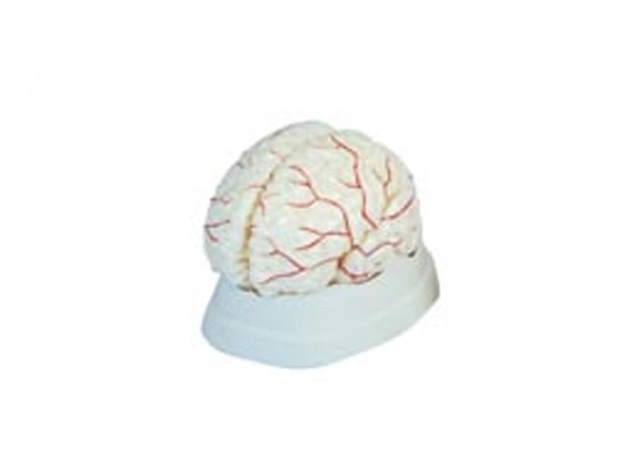 Natural Looking Human Anatomical Brain Model For Medical Students Pie