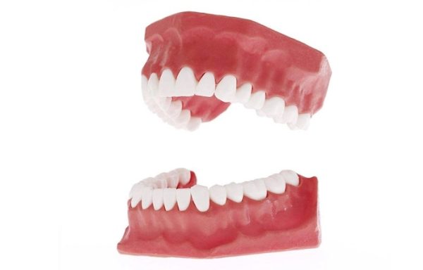 PVC Plastic Soft Gum Teeth Model , Dental Models For Teaching CE ISO