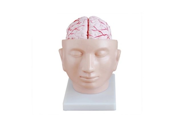 Medical Teaching Models and Supplies